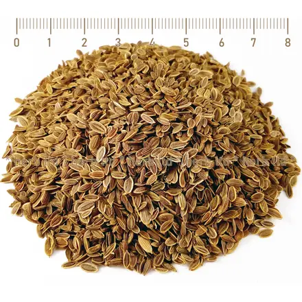 Копър семе - при кашлица, Anethum graveolens