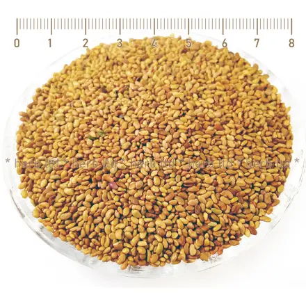 Люцерна семена за покълване – Алфалфа, Medicago sativa