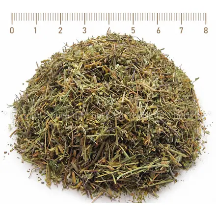 Очанка стрък - при конюктивит, глаукома, Euphrasia officinalis