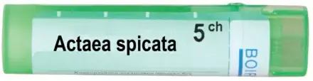 Actaea Spicata 5 CH