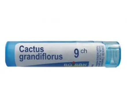 CACTUS GRANDIFLORUS 9 CH / КАКТУС ГРАНДИФЛОРУС 9 СН