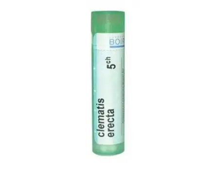 CLEMATIS ERECTA 5 CH / КЛЕМАТИС ЕРЕКТА 5 CH