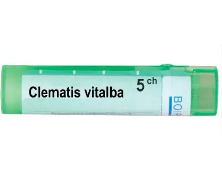 CLEMATIS VITALBA 5 CH / КЛЕМАТИС ВИТАЛБА 5 CH